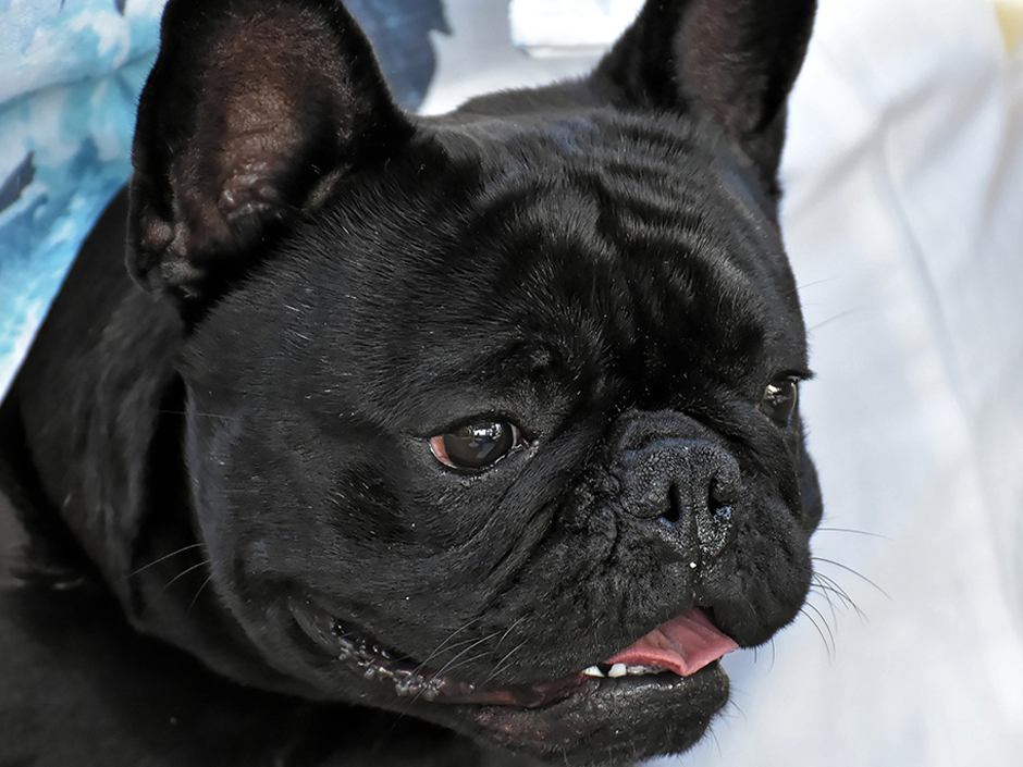  © Pixabay Französische Bulldoggen haben häufig zuchtbedingt Atembeschwerden.